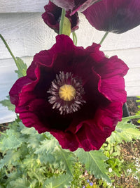 Bishy Barnabees Cottage Garden's Poppy Laurens Grape seeds produce striking violet-plum poppies with ruffled petals and sculptural seed heads—perfect for adding bold color to your garden.