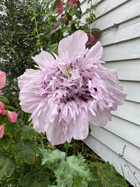 A large, pale lavender double poppy from Bishy Barnabees Cottage Garden’s Poppy Lilac PomPom seeds blooms among green leaves, set before a white wooden wall with other pink flowers in the background.