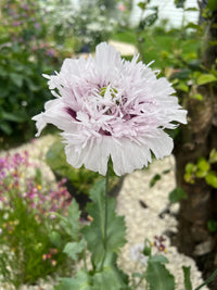 A close-up of the Poppy Lilac PomPom by Bishy Barnabees Cottage Garden, showing its pale lavender ruffled petals and green stem, blooming in a garden with blurred greenery and pink flowers in the background.