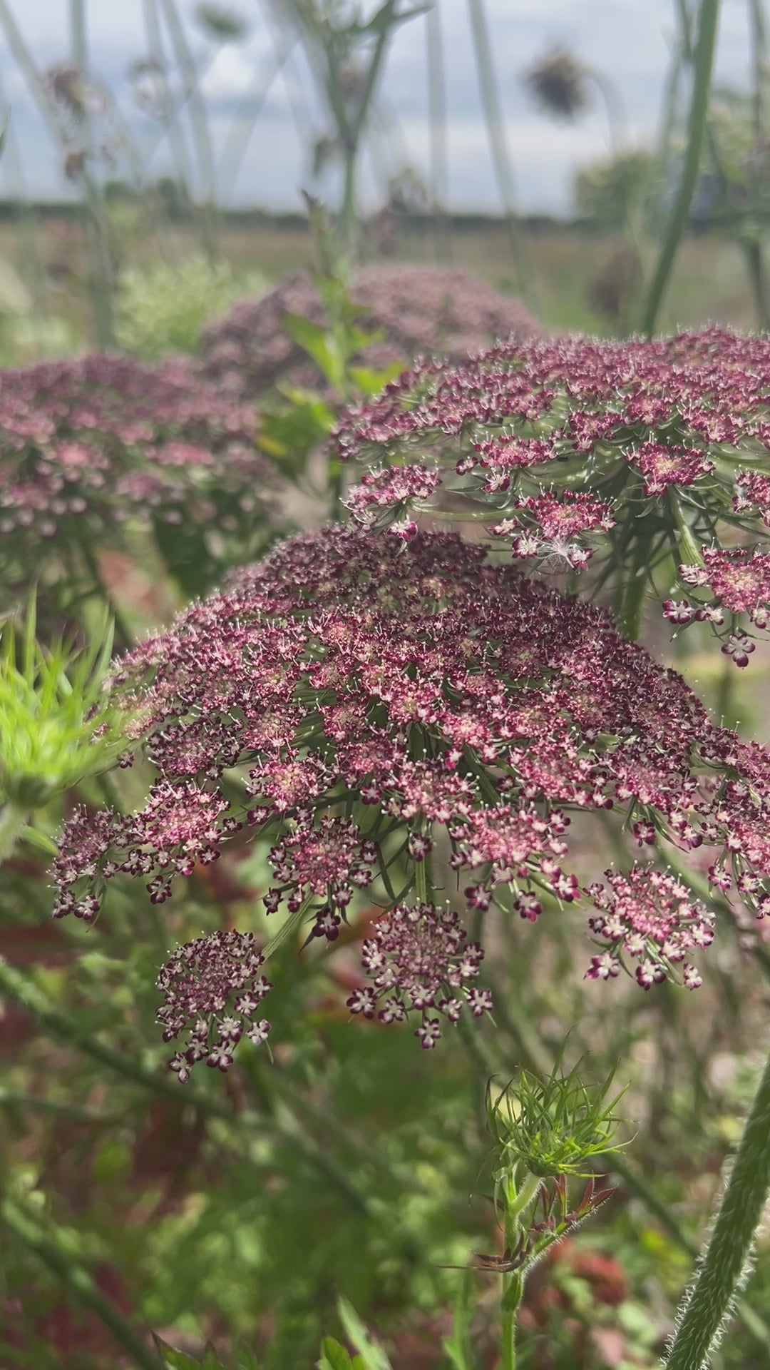 Daucus Carota Dara