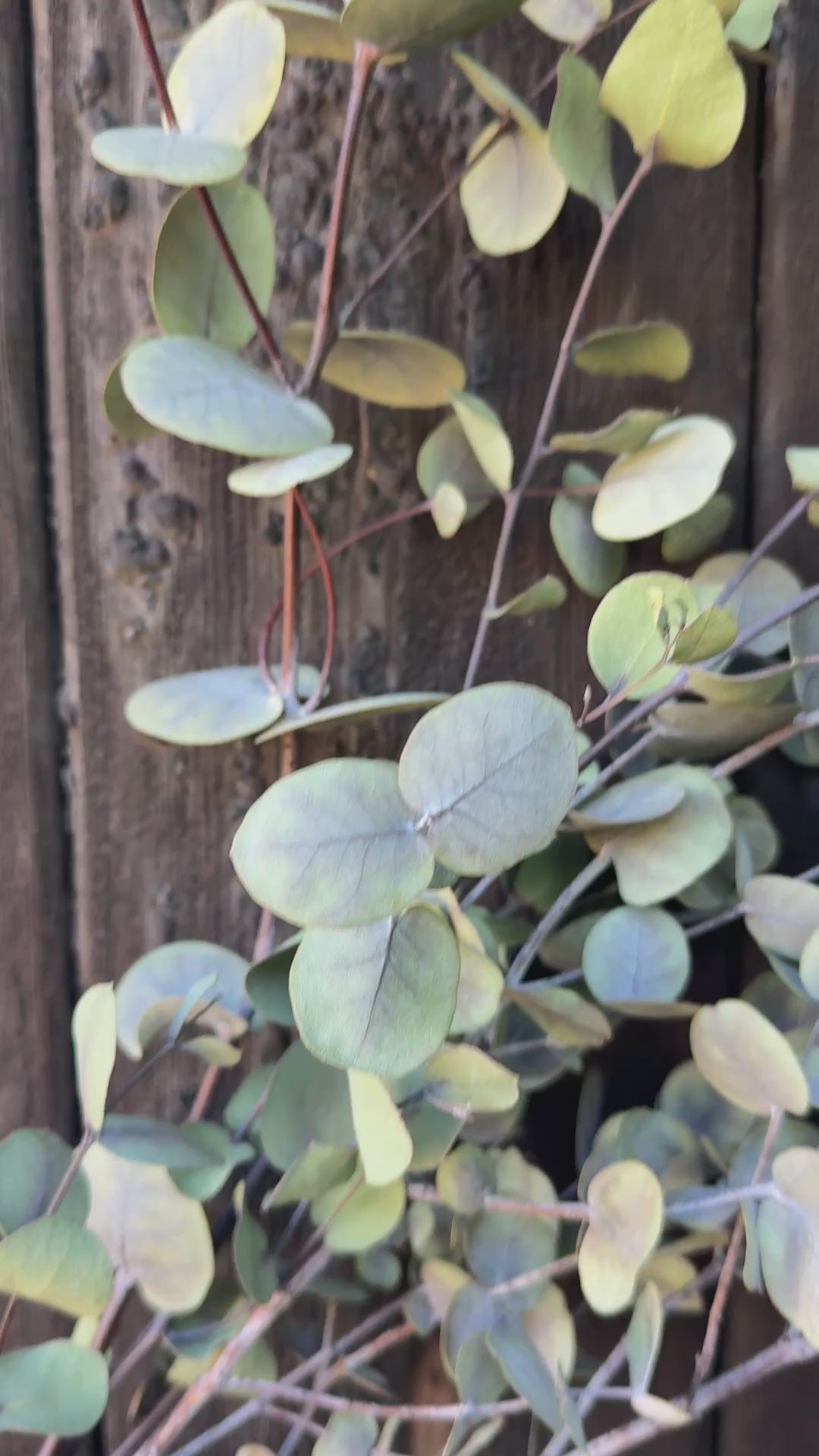 Eucalyptus Dried