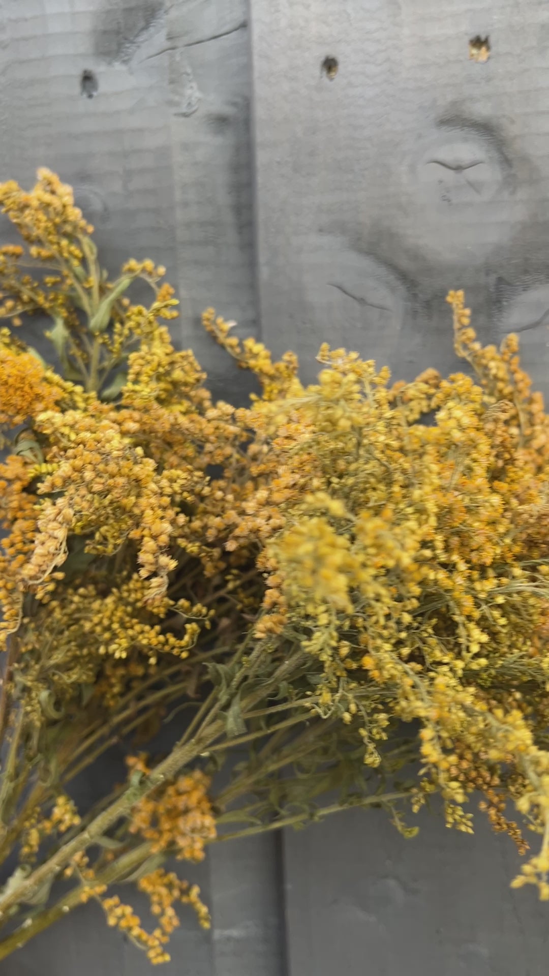 Canadensis (Goldenrod) Dried