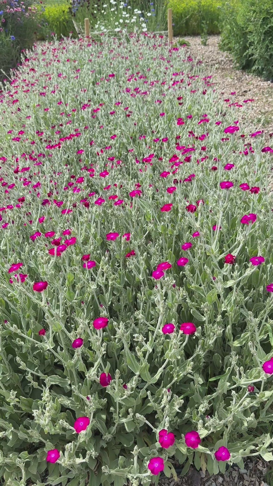 Rose Campion