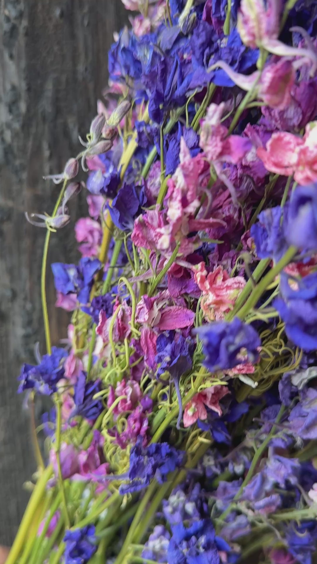 Larkspur Dried