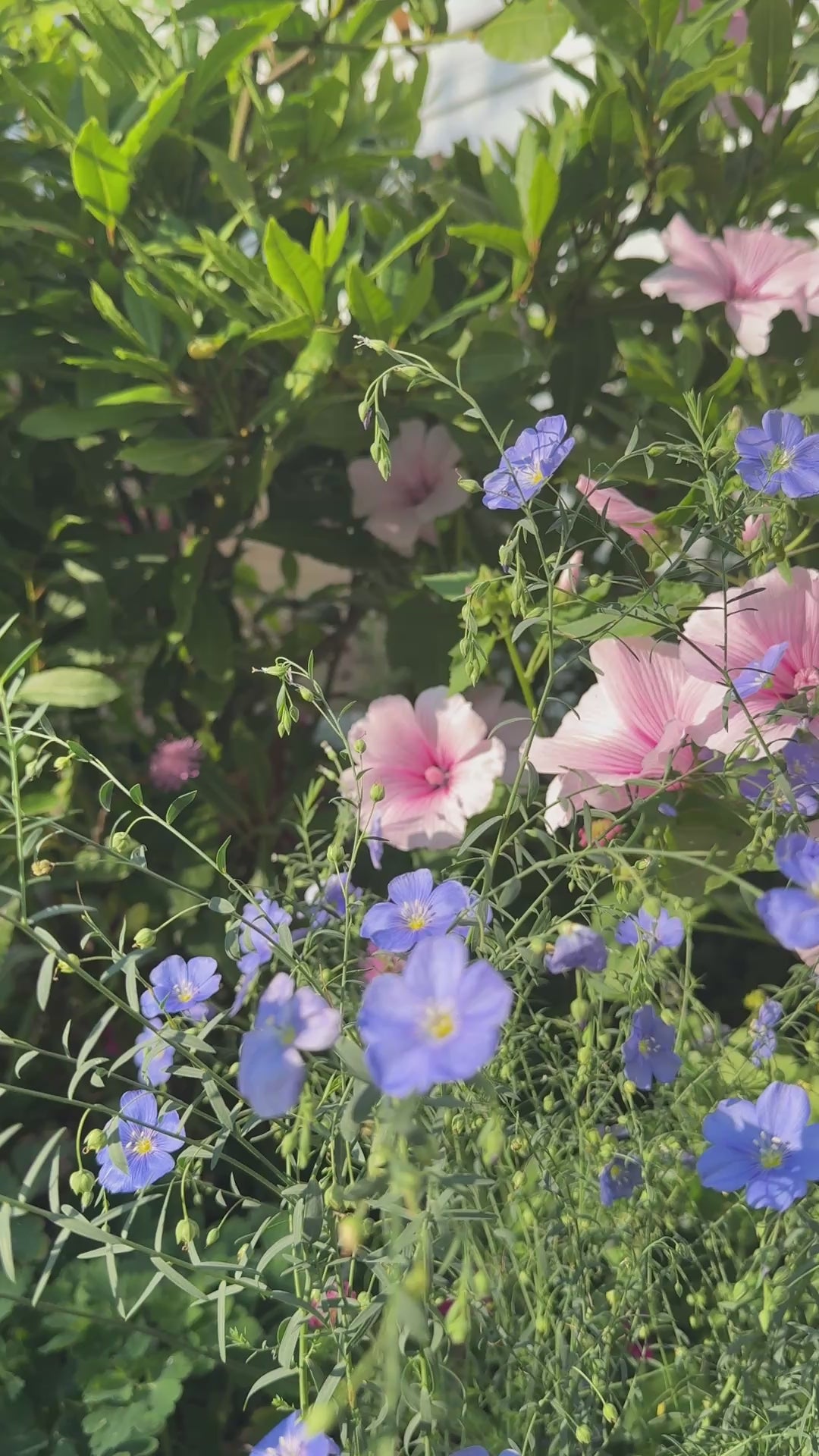 Lavatera Dwarf Pink Blush