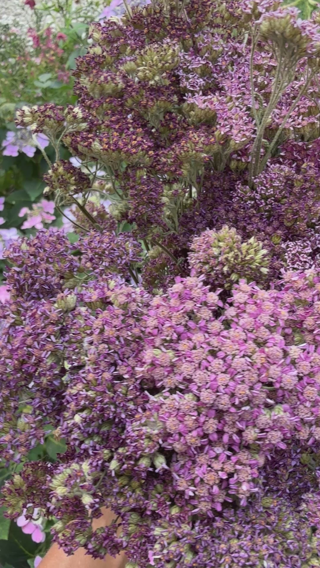 Achillea Dried