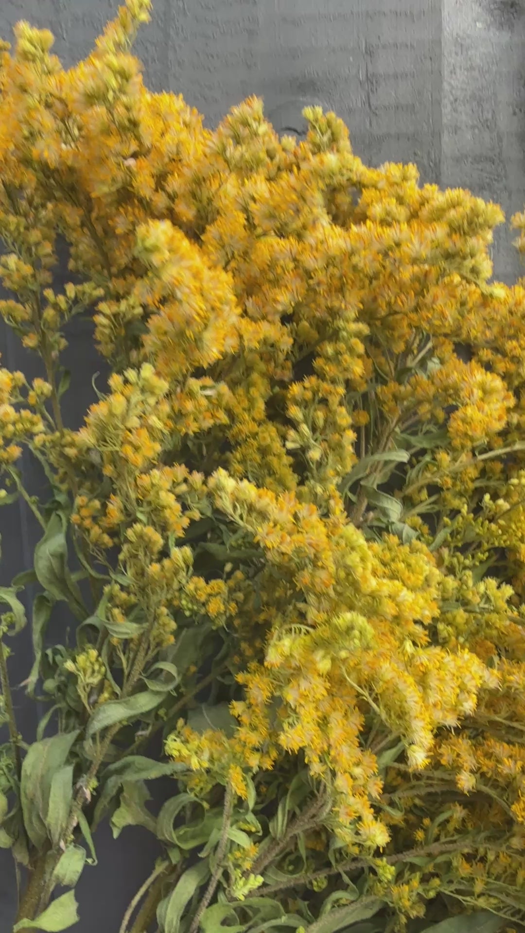 Canadensis (Goldenrod) Dried