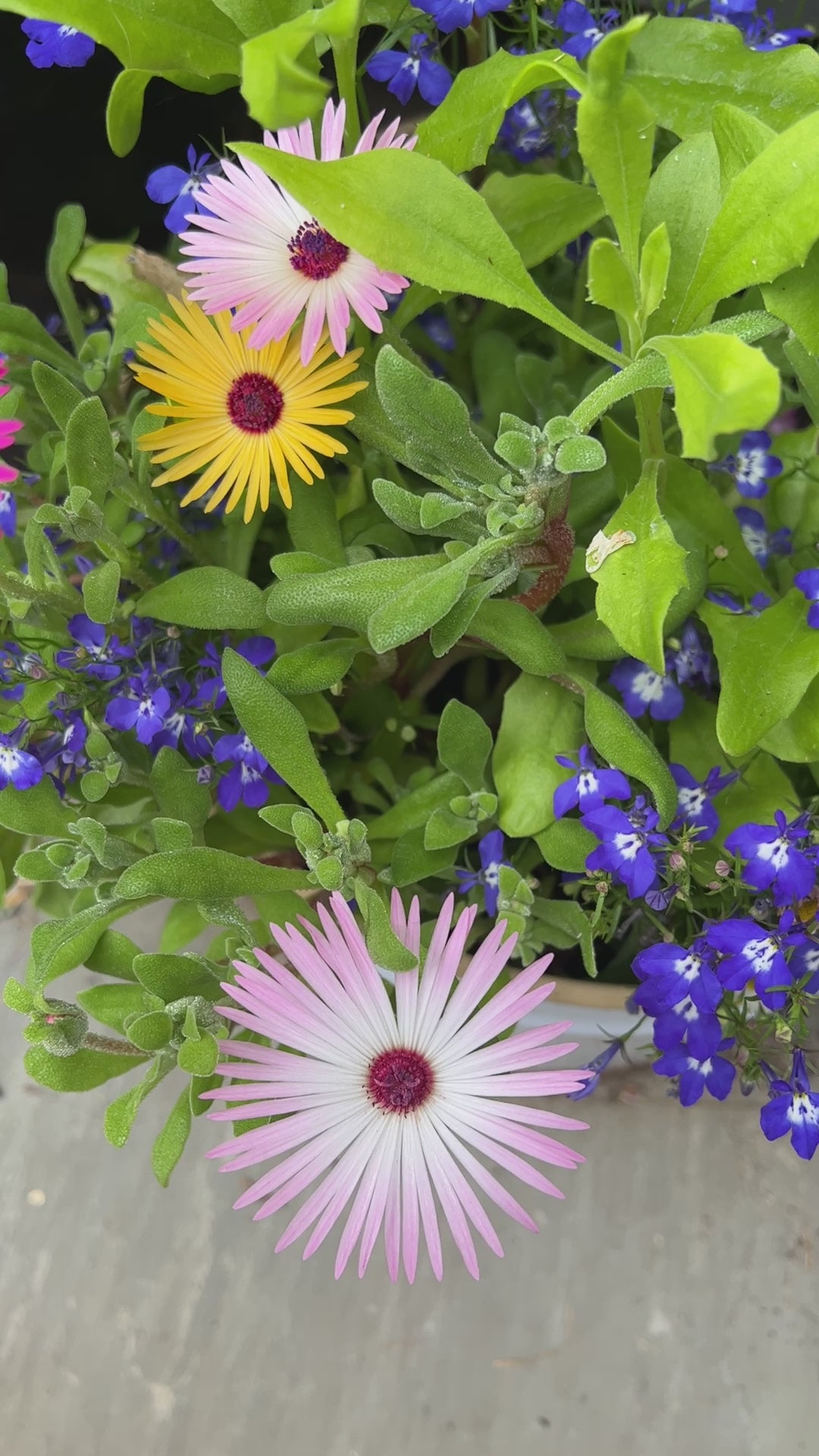 Mesembryanthemum Harlequin