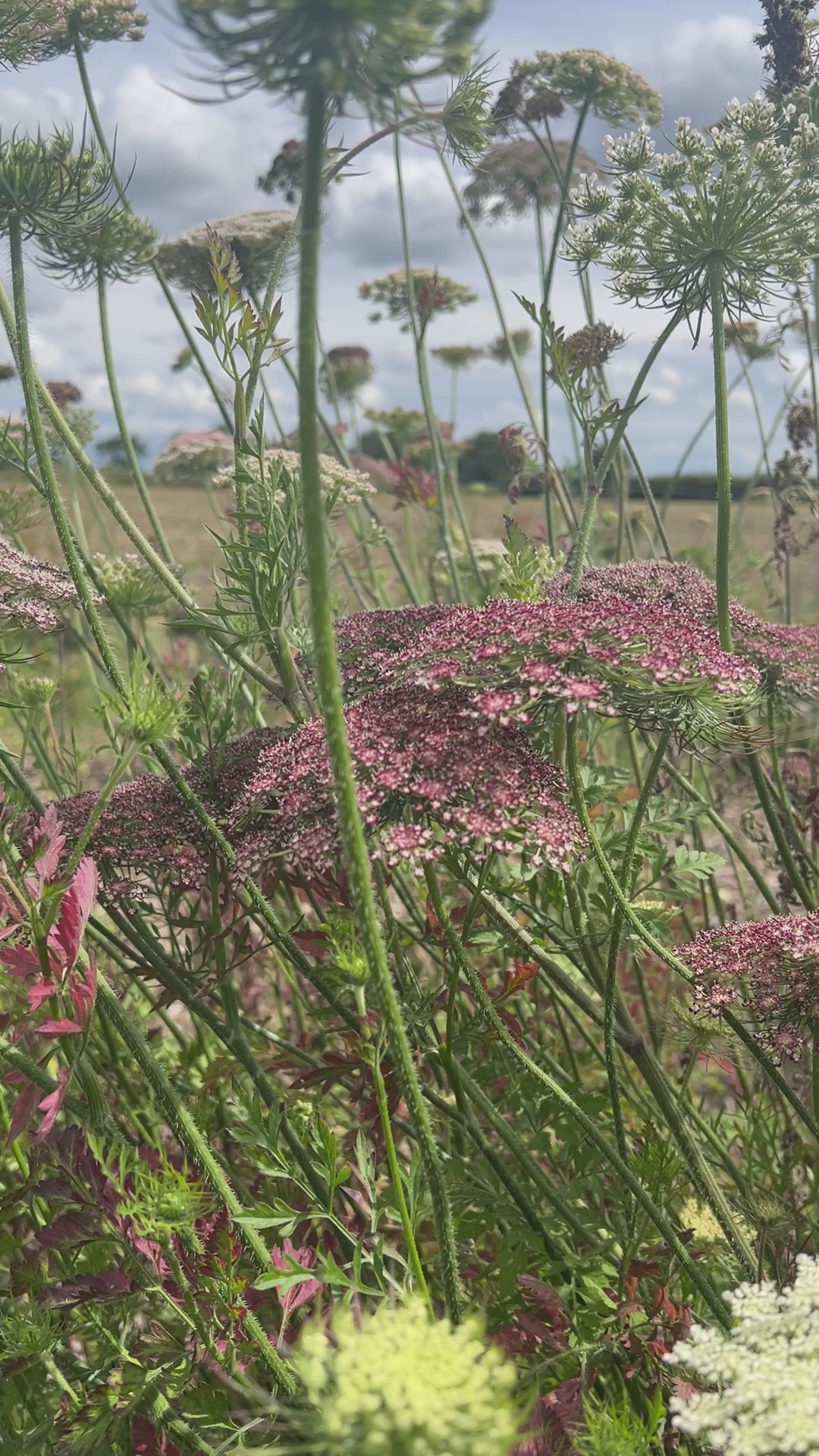 Daucus Carota Dara