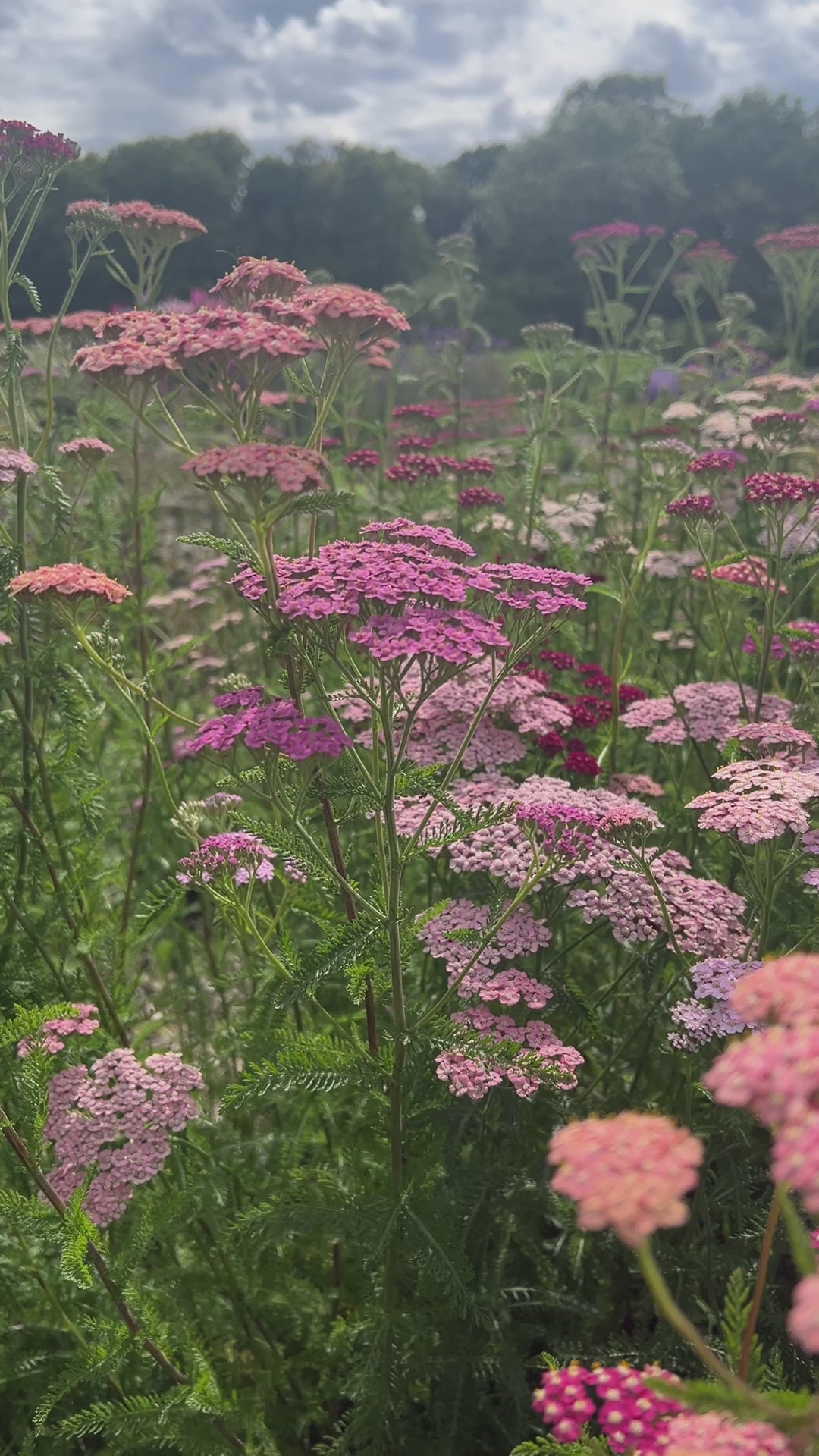 Achillea Millefolium Pastel Mixed