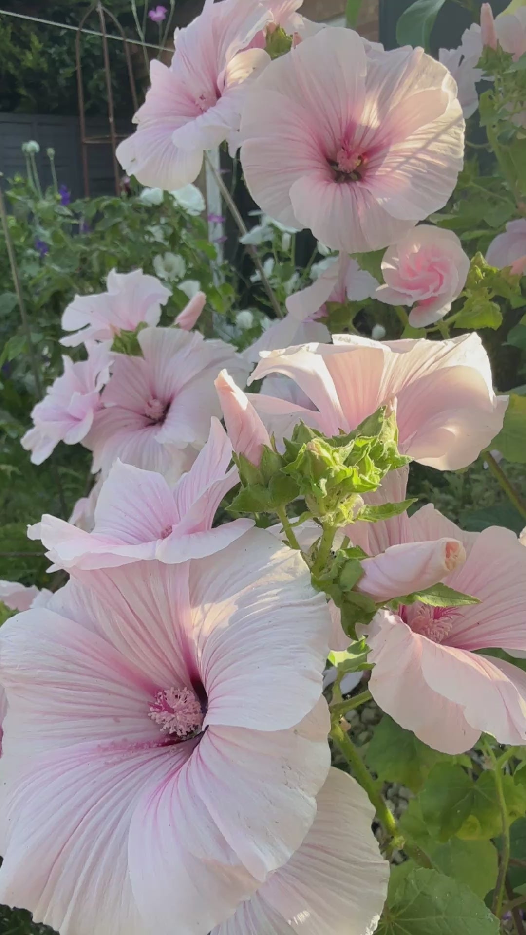 Lavatera Dwarf Pink Blush