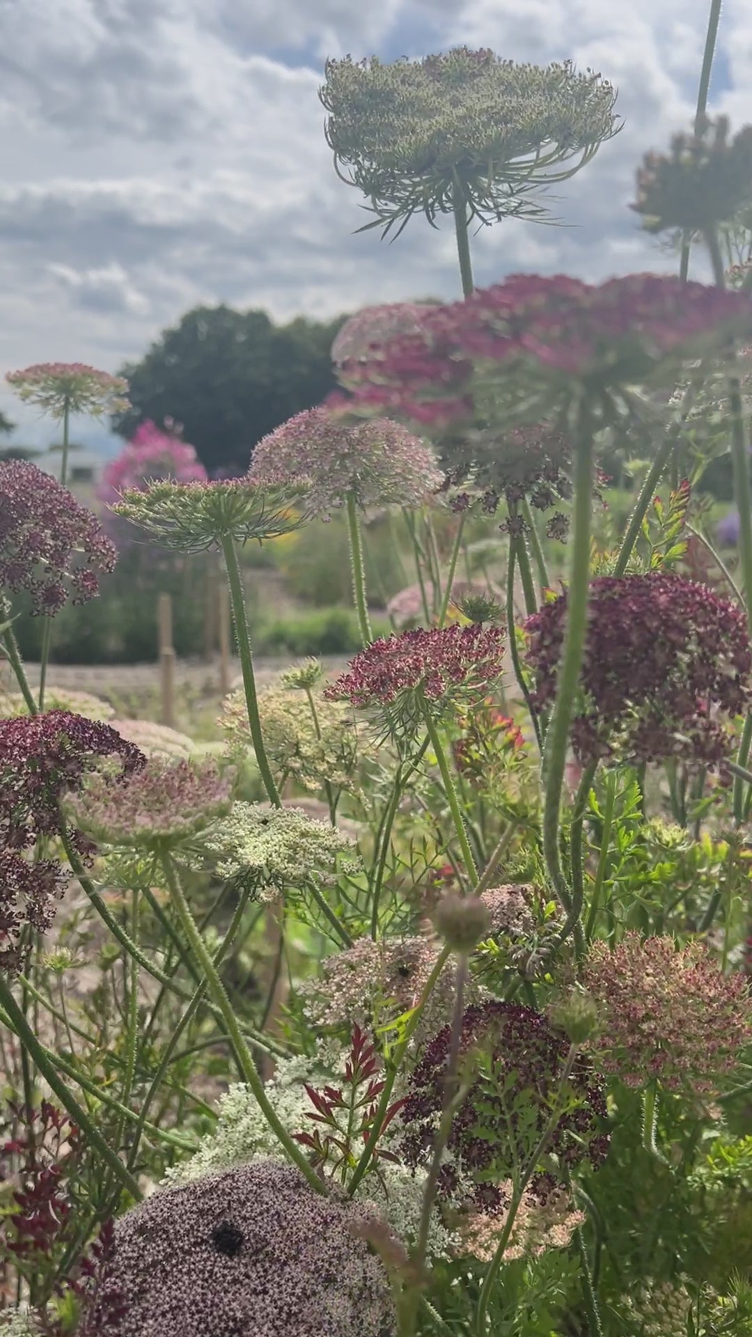 Daucus Carota Dara