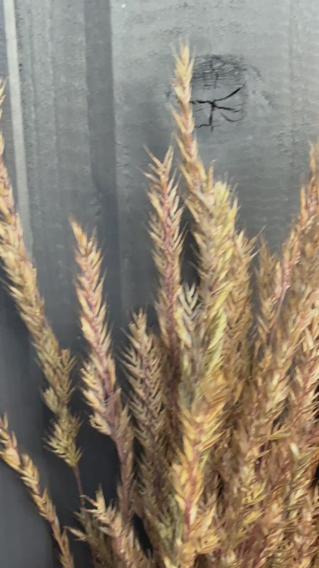 Reed Grass Dried