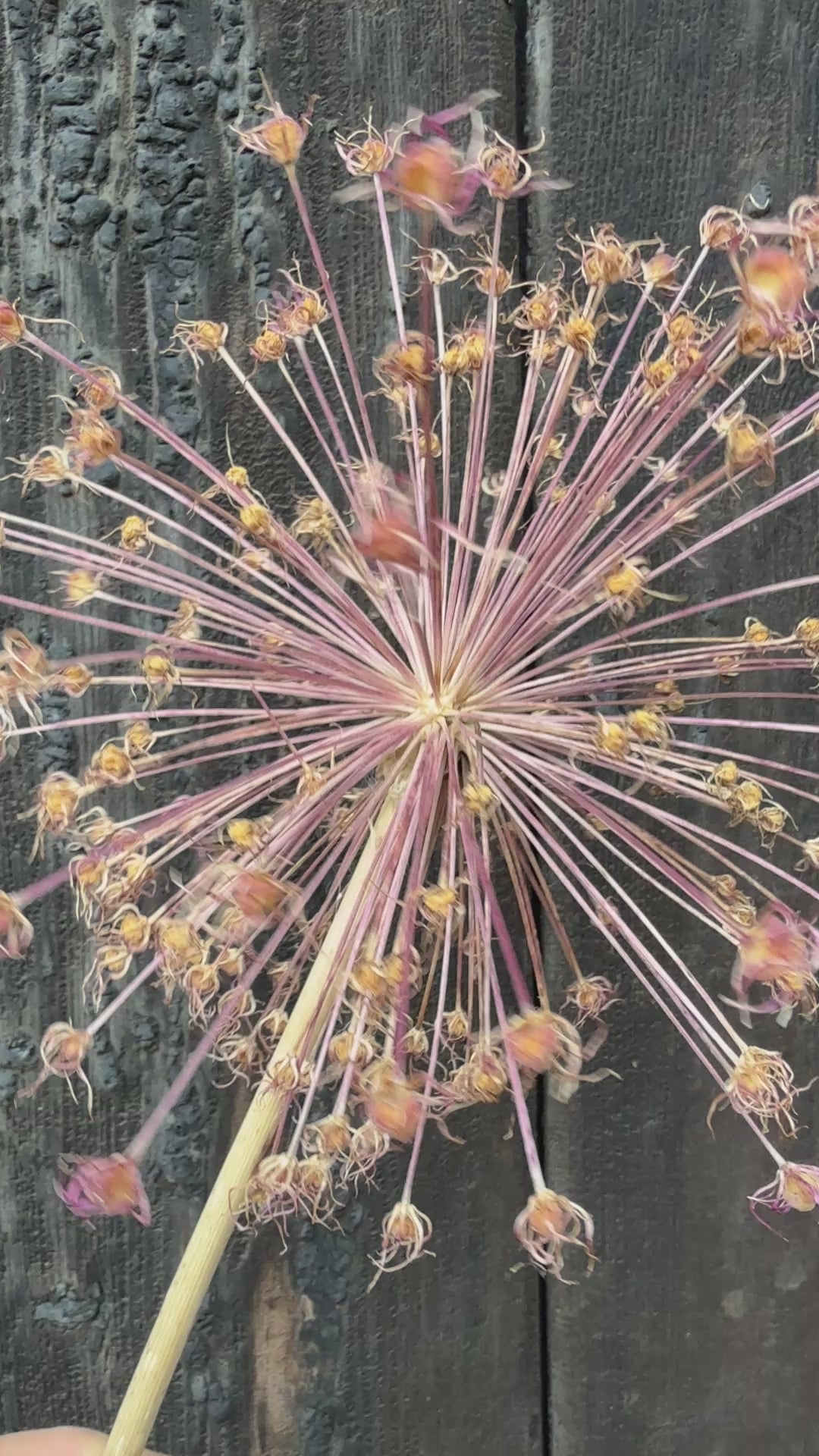 Alliums Dried
