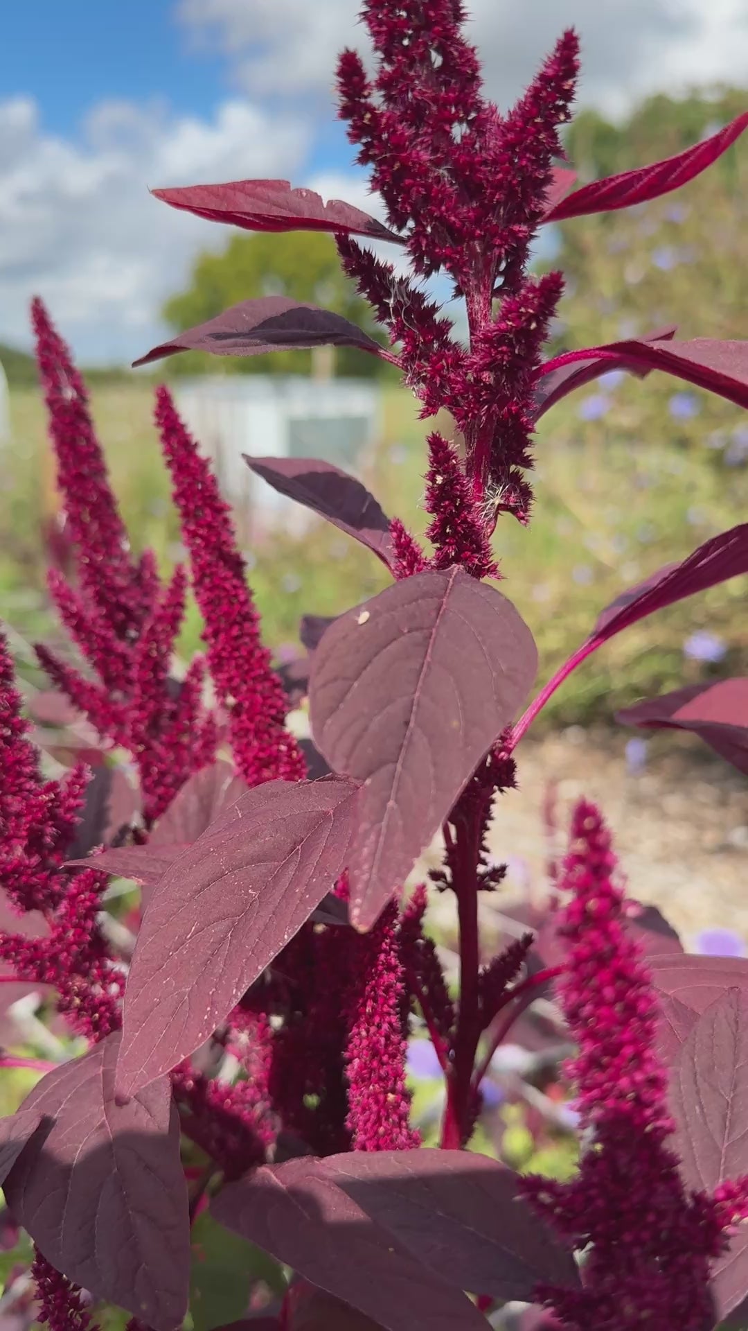 Amaranthus Red (Love-Lies-Bleeding)