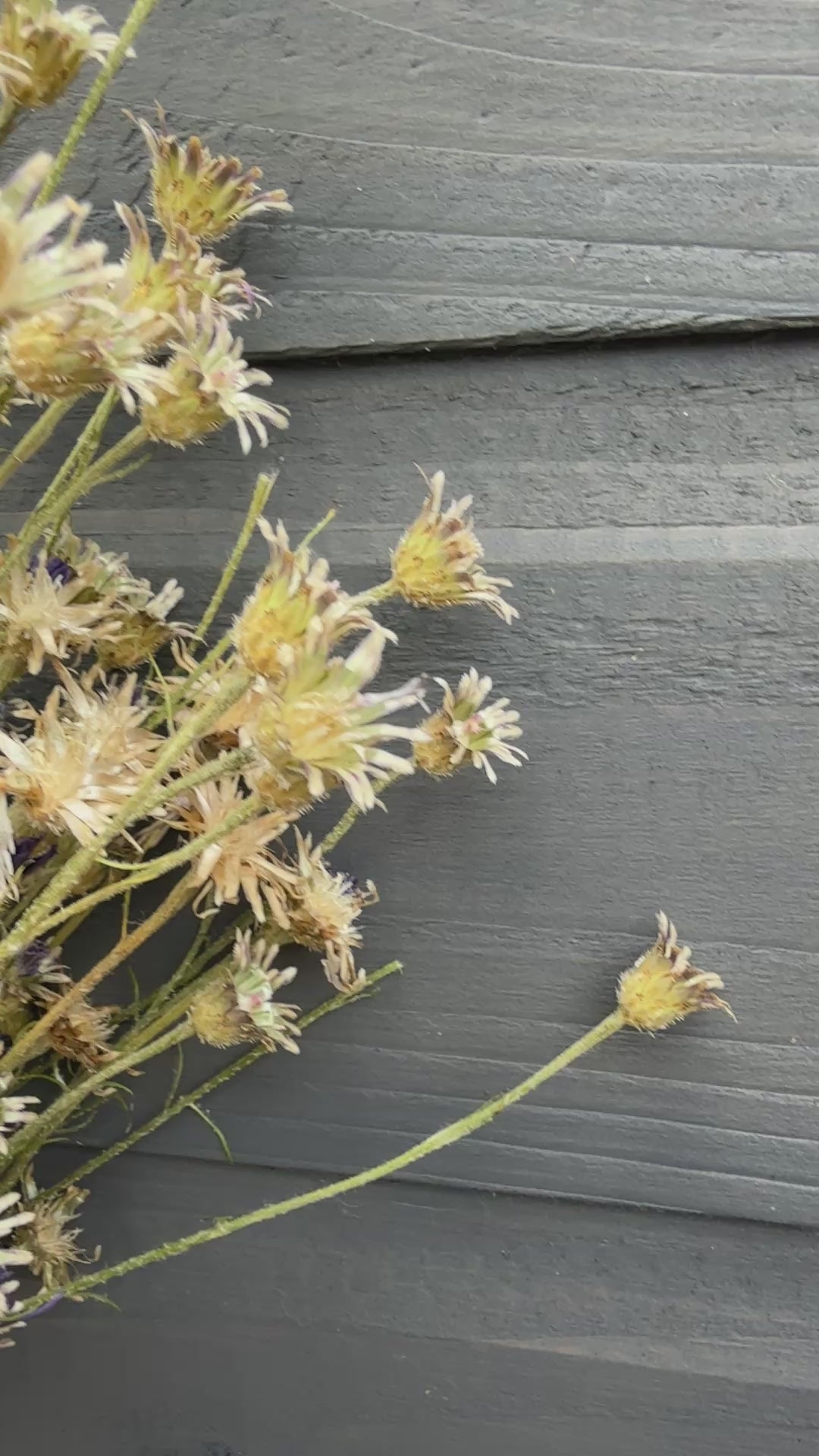 Cornflower Dried