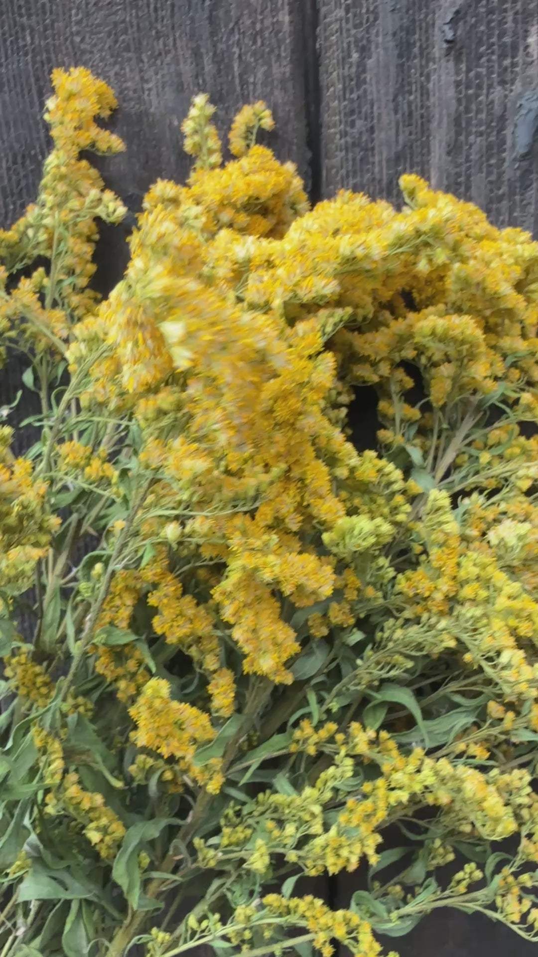 Canadensis (Goldenrod) Dried