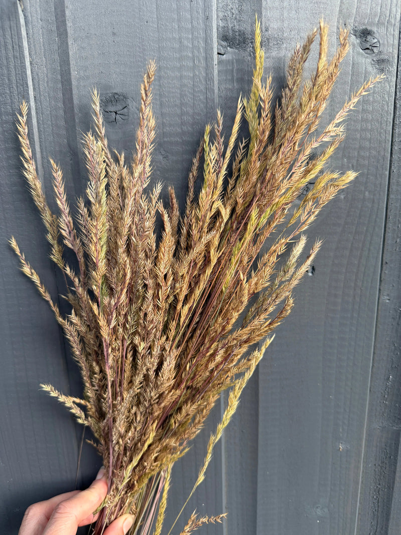 A hand displays Reed Grass Dried by Bishy Barnabees Cottage Garden Ltd against a dark gray wooden background, ideal for Boho home decor.