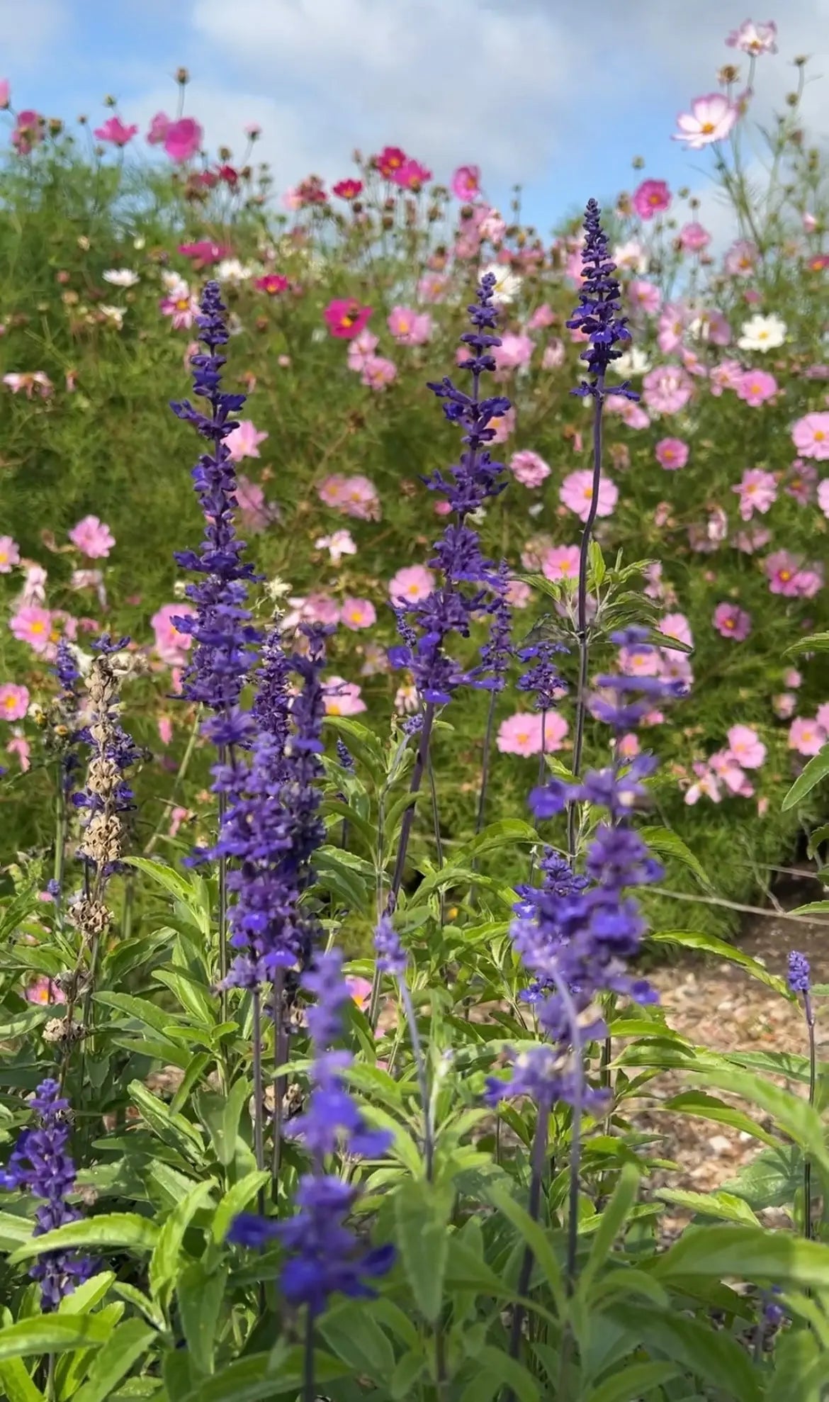 In the foreground, Salvia Victoria Blue by Bishy Barnabees Cottage Garden stands tall and purple, set against blurred pink cosmos and lush foliage beneath a partly cloudy sky—a perfect pick for pollinator-friendly gardens.