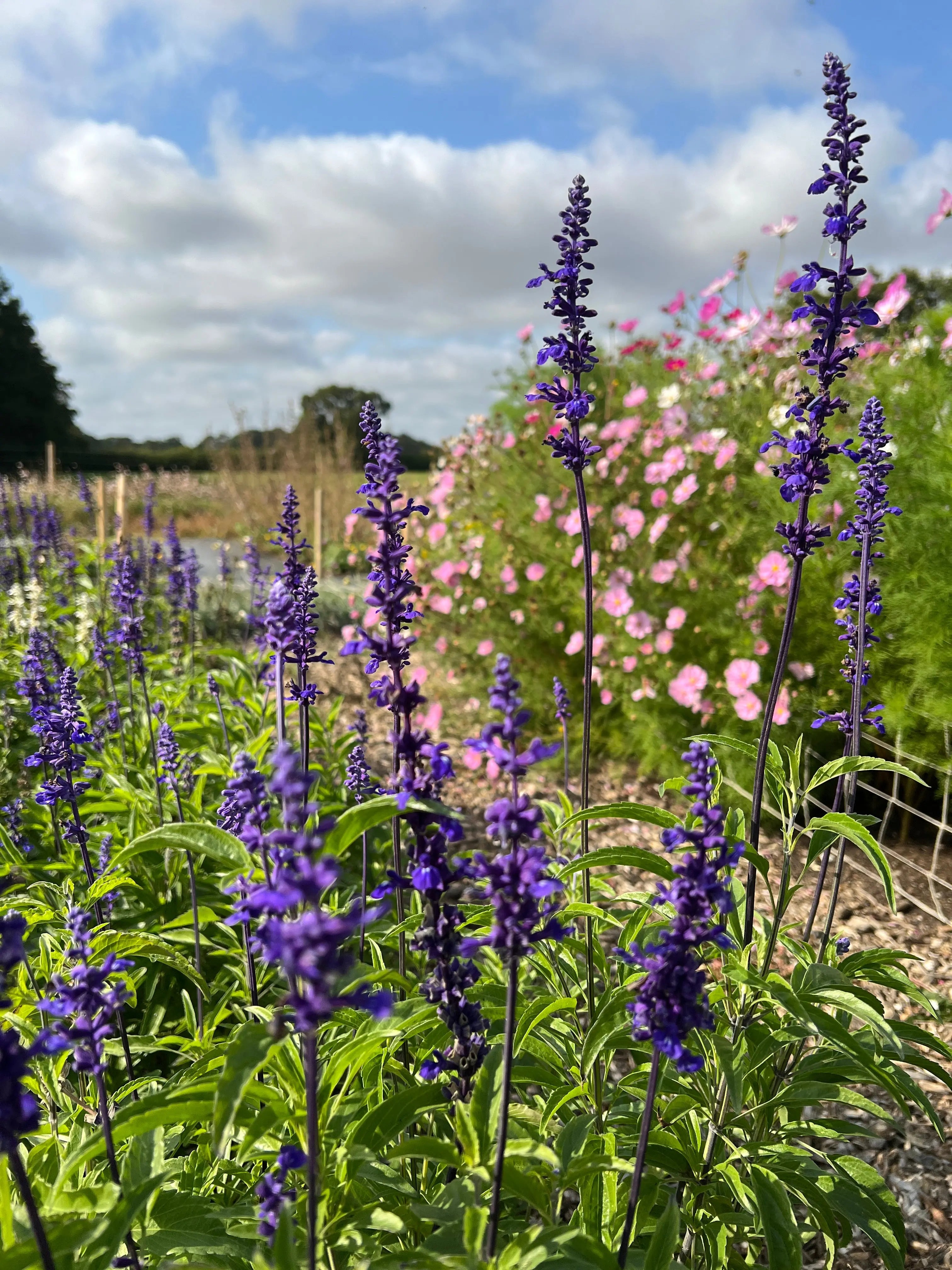 Salvia Victoria Blue by Bishy Barnabees Cottage Garden stands tall with indigo-blue blooms, set against pink cosmos and green foliage beneath a partly cloudy sky—a pollinator-friendly garden highlight.
