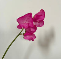 A single stem of Sweet Pea Parfume Millennium by Bishy Barnabees Cottage Garden Ltd, with delicate pink petals and Spencer-type climber traits, is displayed against a white background, casting a gentle shadow.