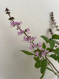 A close-up of Bishy Barnabees Cottage Garden Ltd's Basil Thai Large Leaf shows green leaves and a stem of small light purple flowers against a white background, highlighting the natural border-radius formed by the foliage.