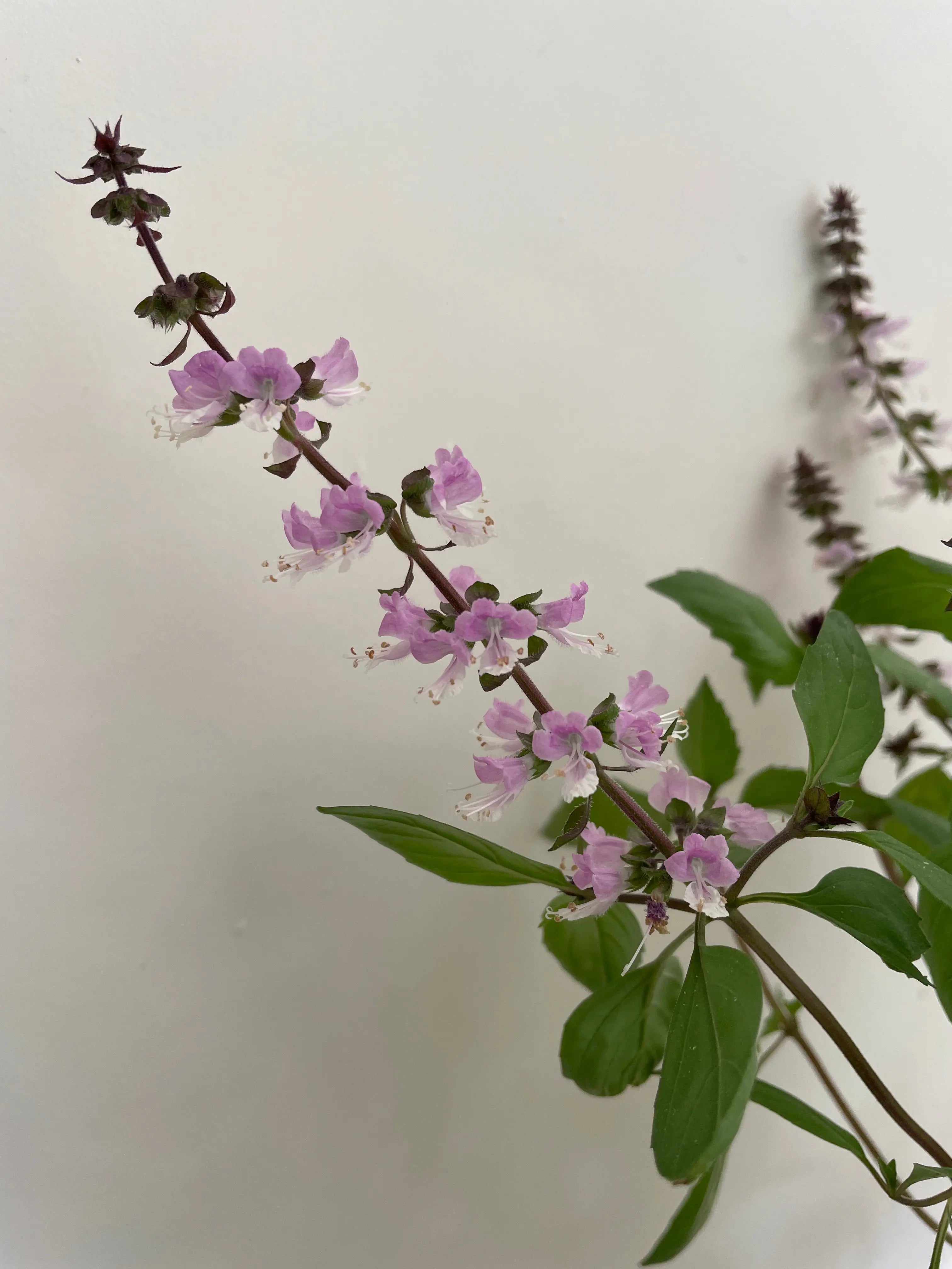 Basil Thai Large Leaf - Bishy Barnabees Cottage Garden Ltd