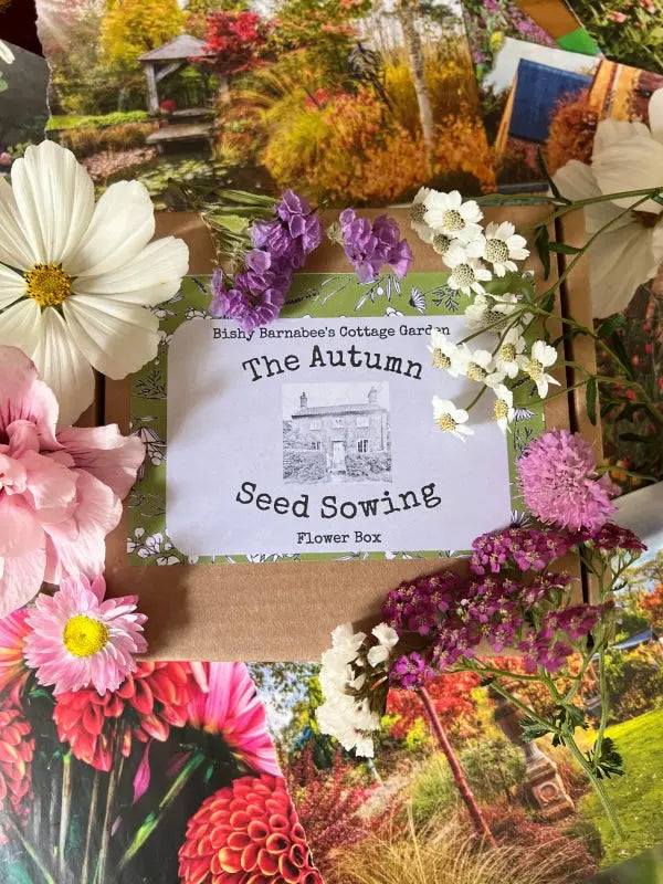 The Bishy Barnabees Cottage Garden Autumn Seed Sowing Flower Box is surrounded by colorful flowers, garden postcards, and guides to help you create your own hardy annual cutting flower patch.