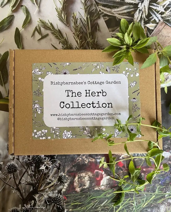 A cardboard box labeled "The Herb Collection" from Bishy Barnabees Cottage Garden sits on a rustic surface, surrounded by assorted fresh and dried herb sprigs—ideal for starting your own kitchen herb garden.