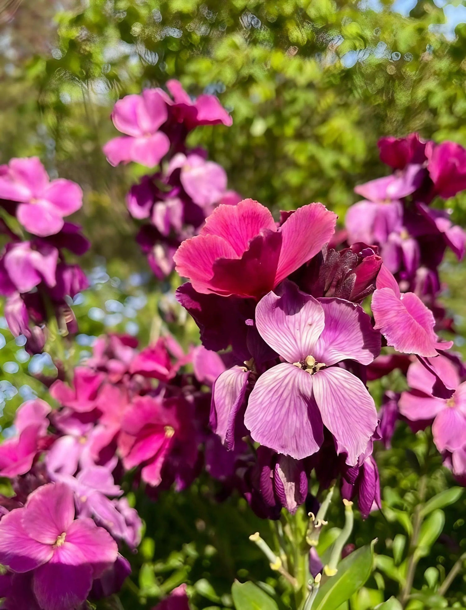 Wallflower Ruby Gem - Bishy Barnabees Cottage Garden Ltd
