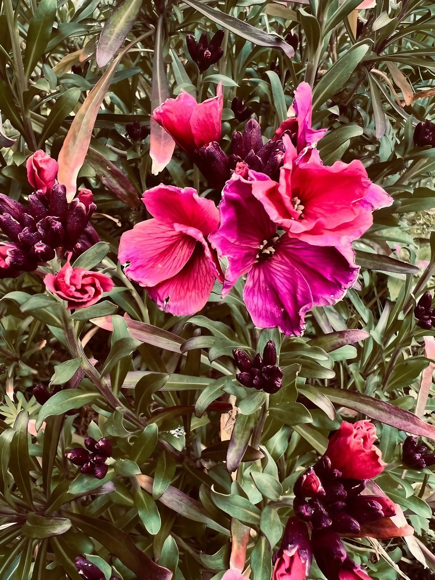 Wallflower Ruby Gem - Bishy Barnabees Cottage Garden Ltd