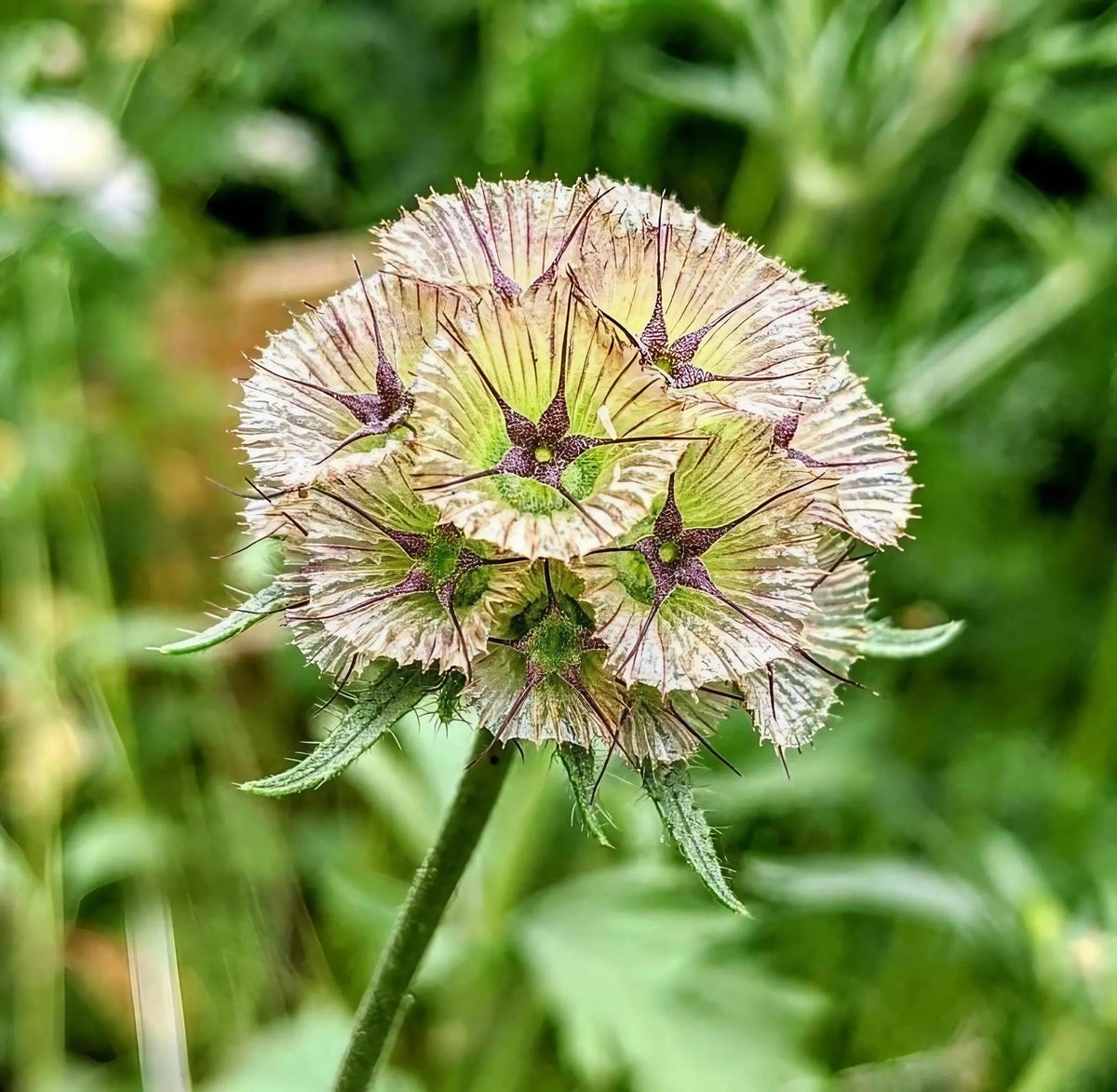 Scabiosa stellata Drumstick Paper Moon -- extraordinary spherical papery globes of perfect geodesic geometry for dried arrangements, the botanical sculpture that grows from a seed packet