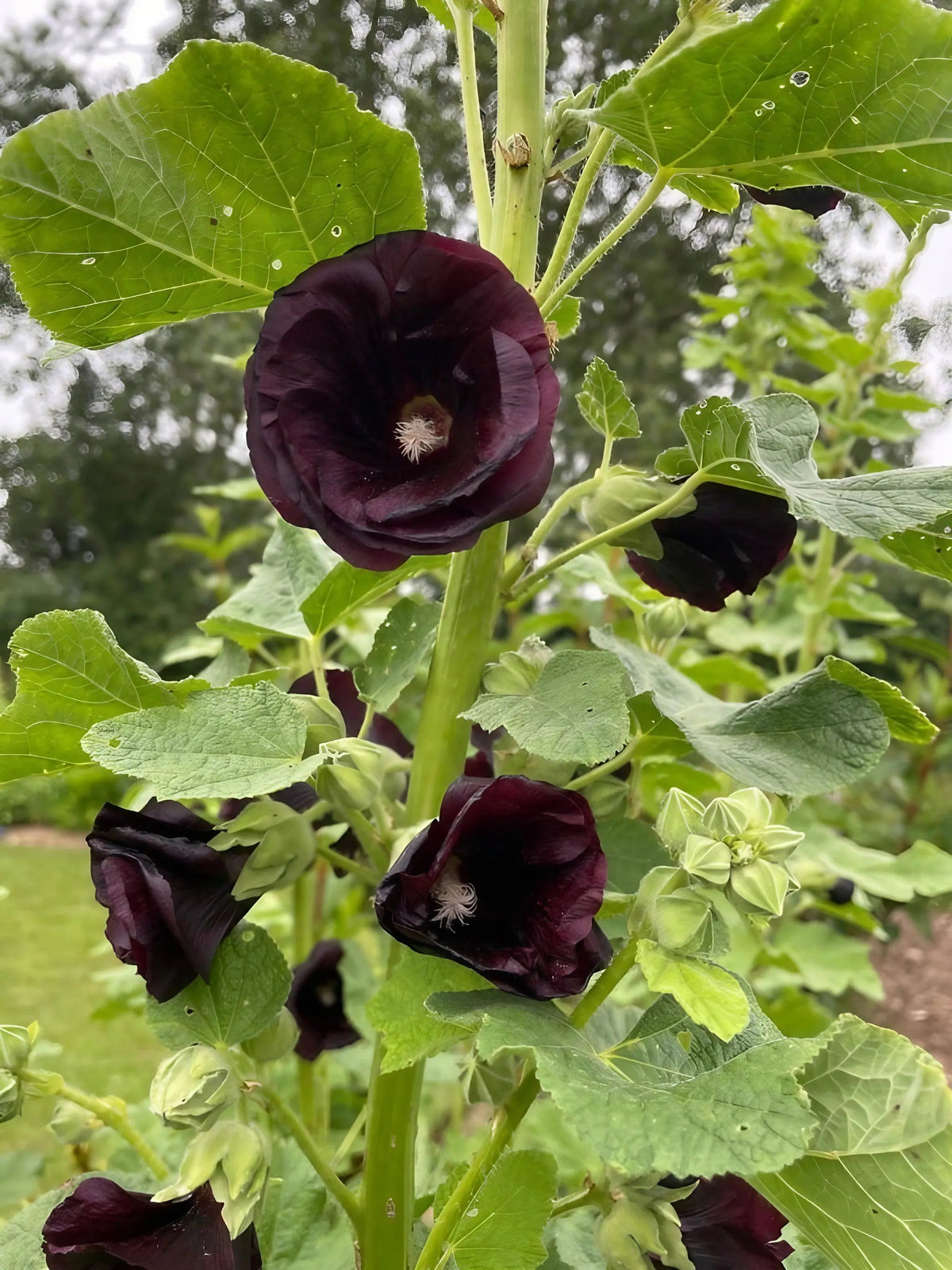 Hollyhock Nigra the Black Watchman — towering 2m spikes of silky single flowers in near-black chocolate maroon with pale creamy stamens, against a stone cottage wall in a traditional English cottage garden