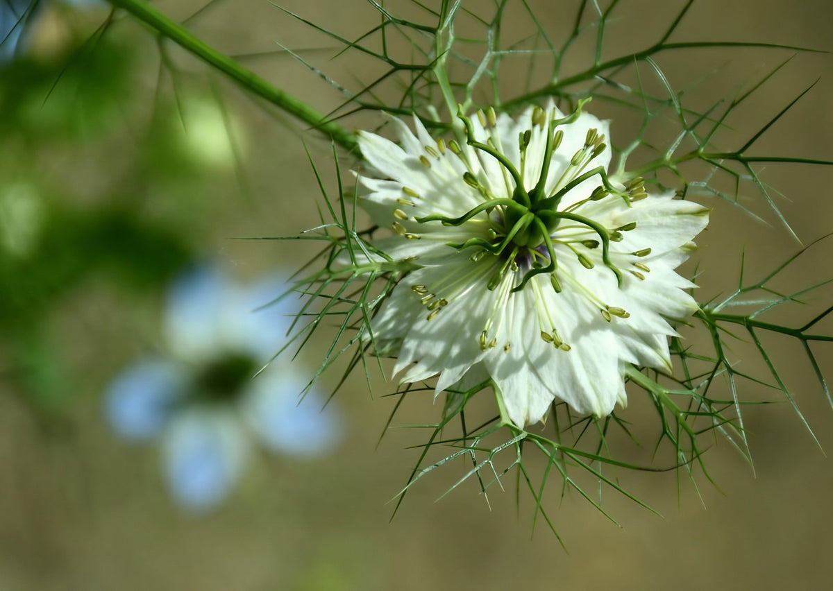 Nigella damascena Miss Jekyll White Love-in-a-Mist RHS AGM -- pure white semi-double flowers glowing in evening light with striped balloon pods, self-seeding true to white