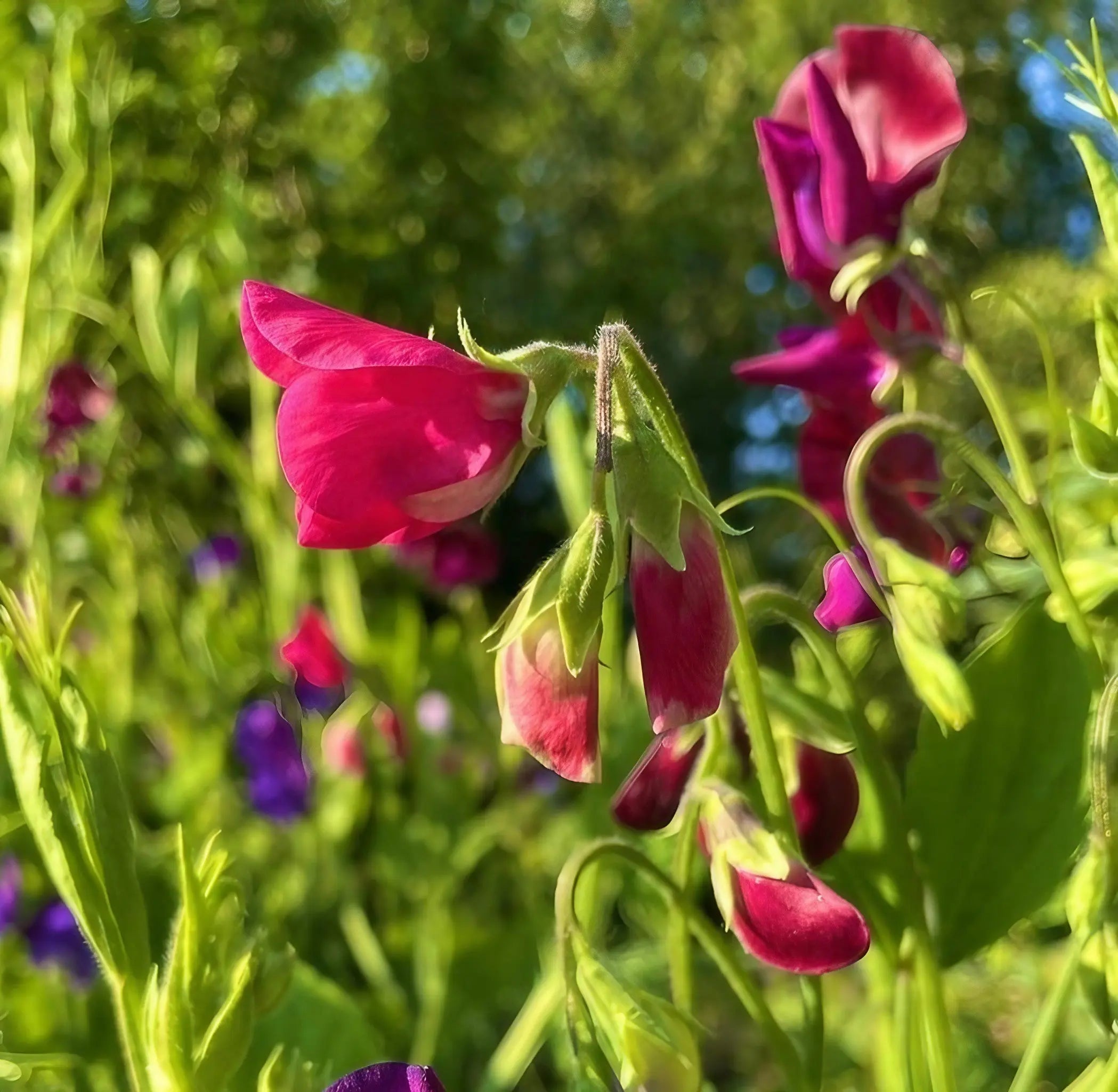 Deadheading & Pinching Out — The Small Jobs that Double Your Flowers