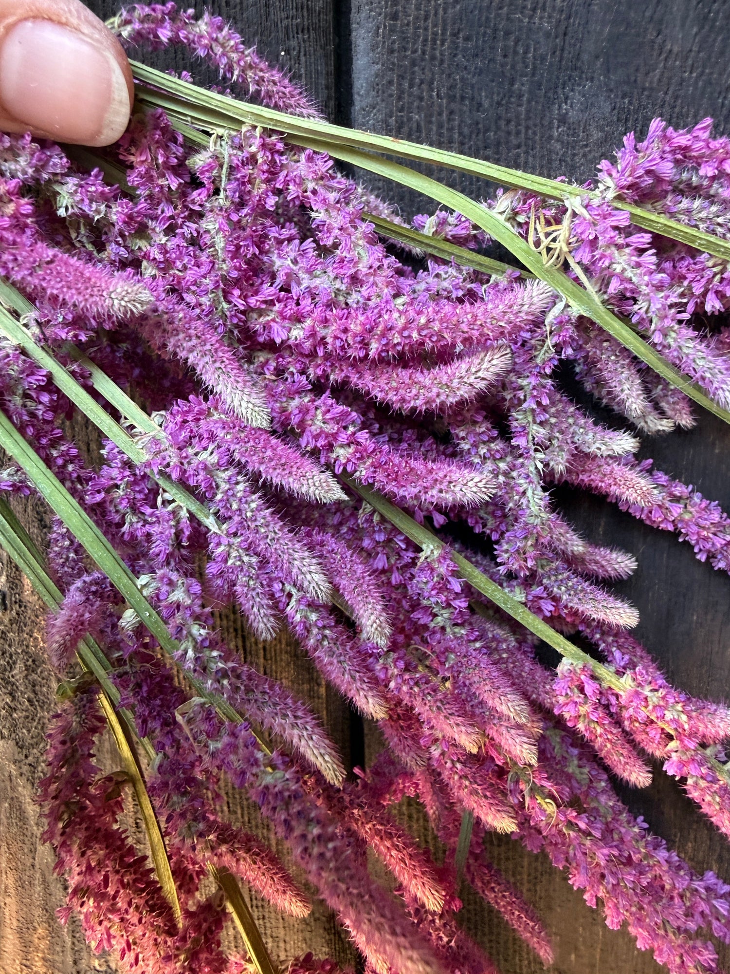 Drying Flowers — A Complete Masterclass