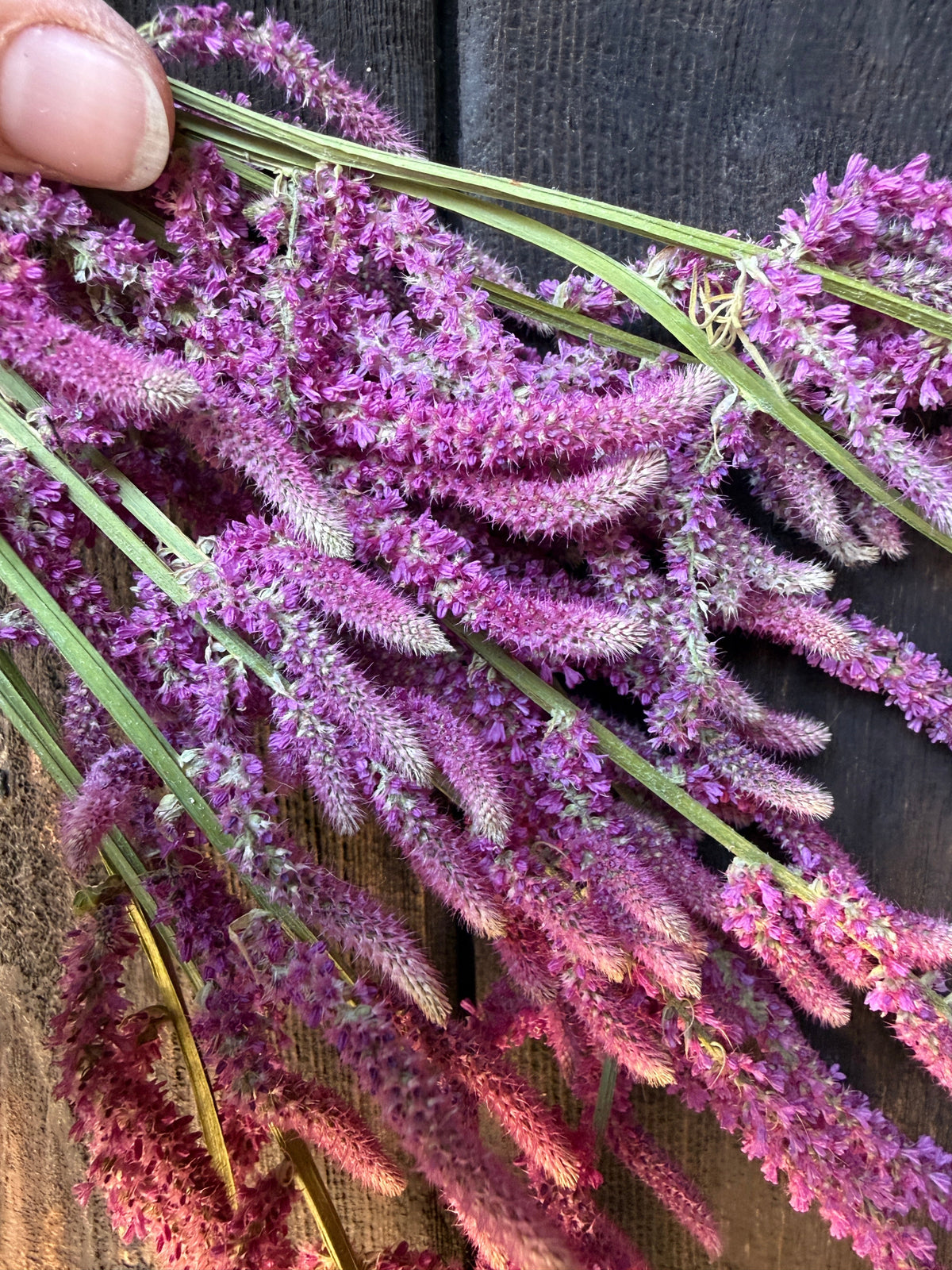 Drying Flowers — A Complete Masterclass