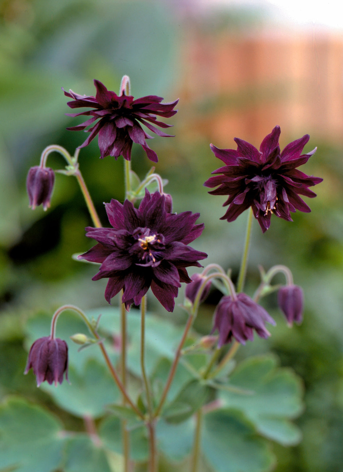 Aquilegia Miss M I Huish deep violet columbine flowers on tall stems