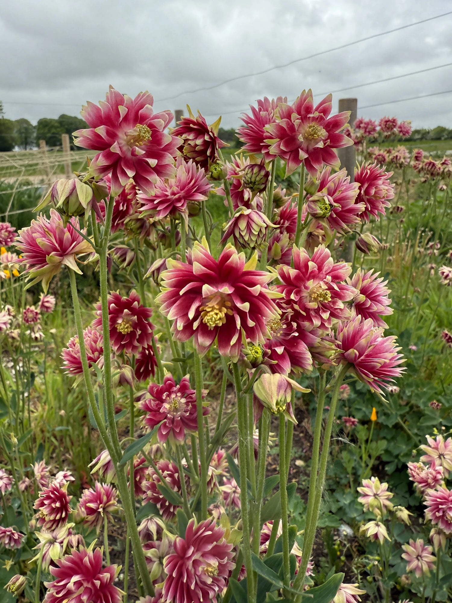 How to Grow a Garden for Pollinators
