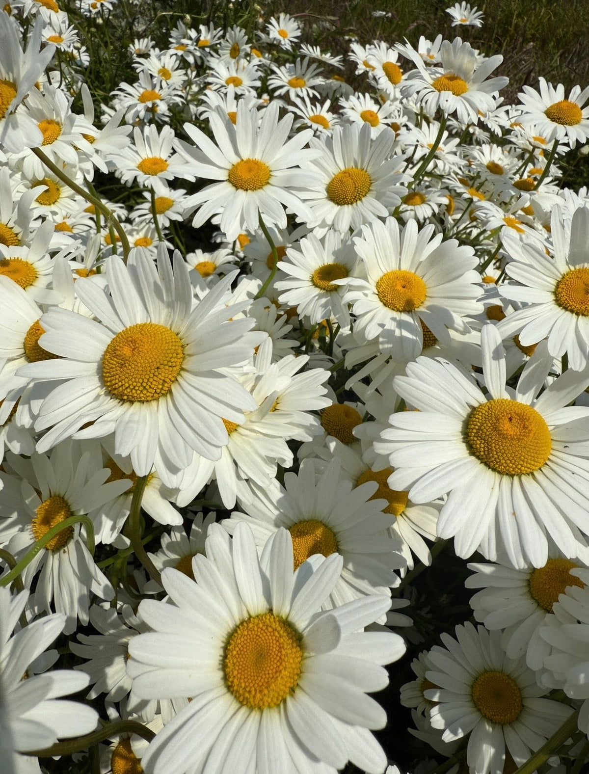 Leucanthemum vulgare Oxeye Daisy -- native British meadow perennial with pure white petals and vibrant yellow eye bobbing on wiry stems May-September, the backbone of any wildflower meadow