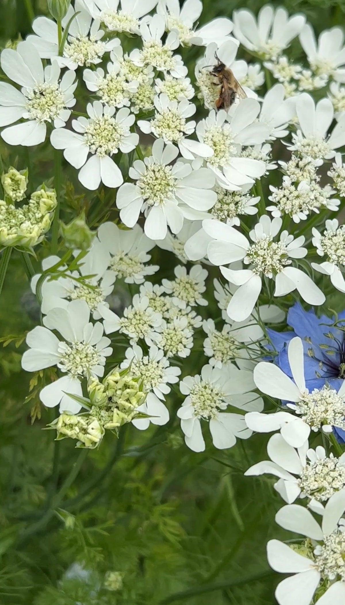 Orlaya grandiflora White Lace Flower -- pure white flat umbels with lacy florets, the white spotlight cutting flower and pollinator plant that makes every border colour more vivid