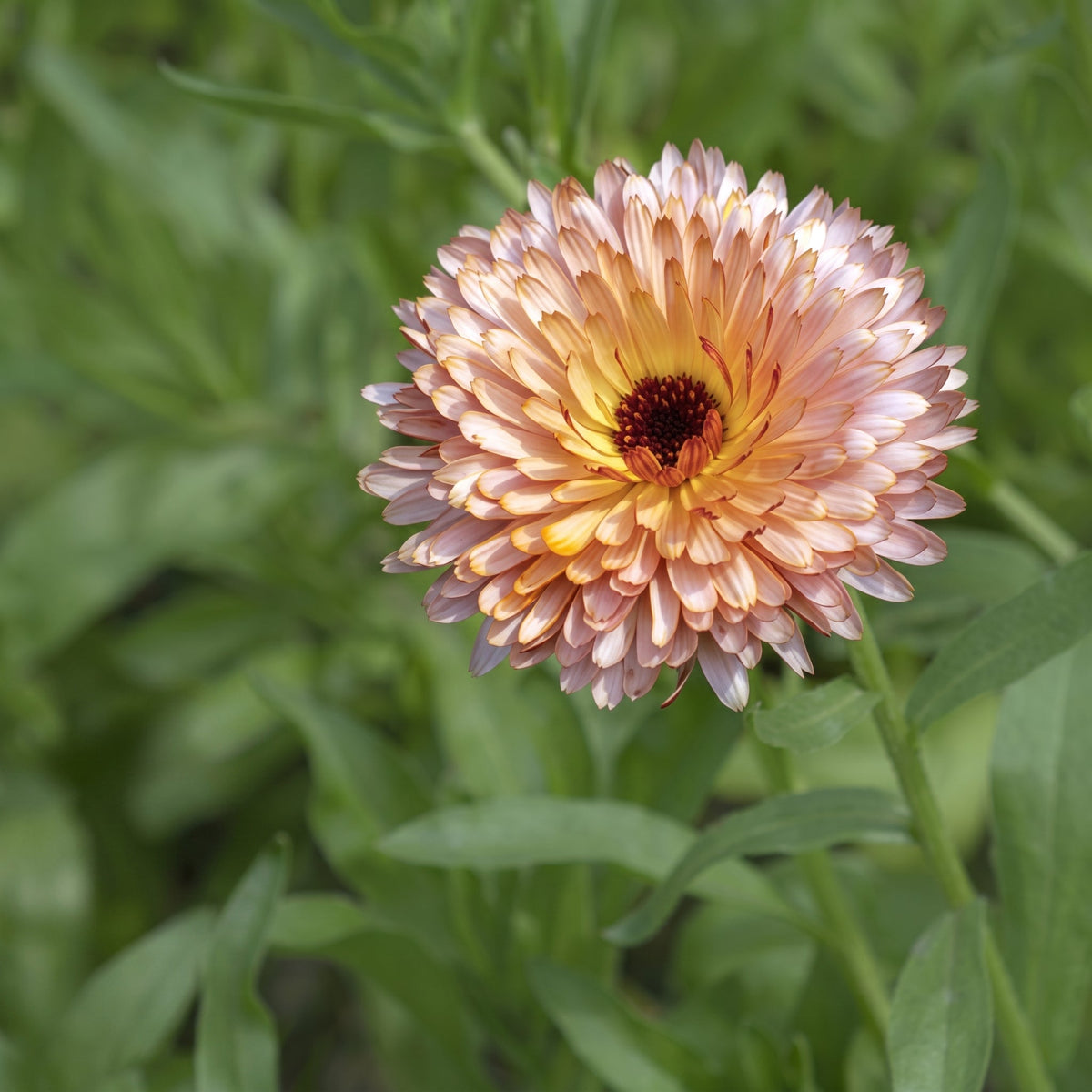 Calendula Pink Surprise flowers in cream and pale apricot with pink-flushed petal edges