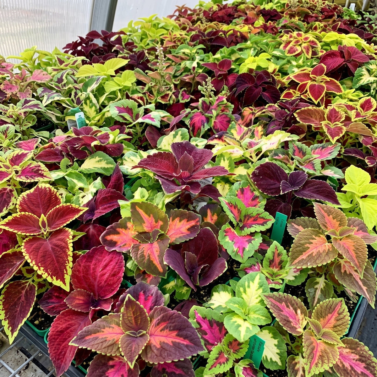 Coleus Improved Rainbow Mix leaves in crimson, lime, chocolate and gold