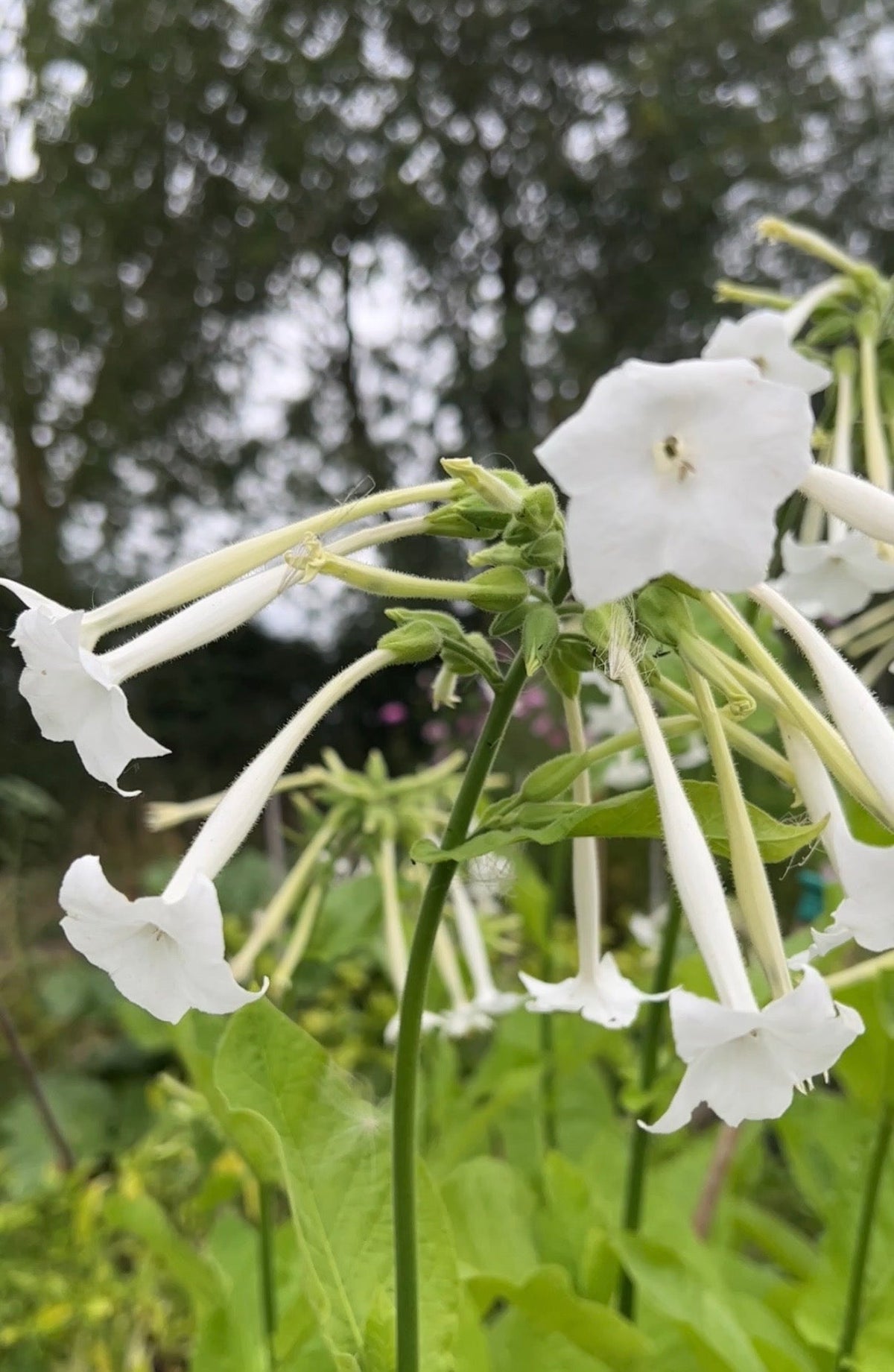 Nicotiana sylvestris White Trumpets RHS AGM -- 1.5m architectural giant with hanging white trumpets that open at dusk with extraordinary jasmine-clove fragrance drawing hawk moths
