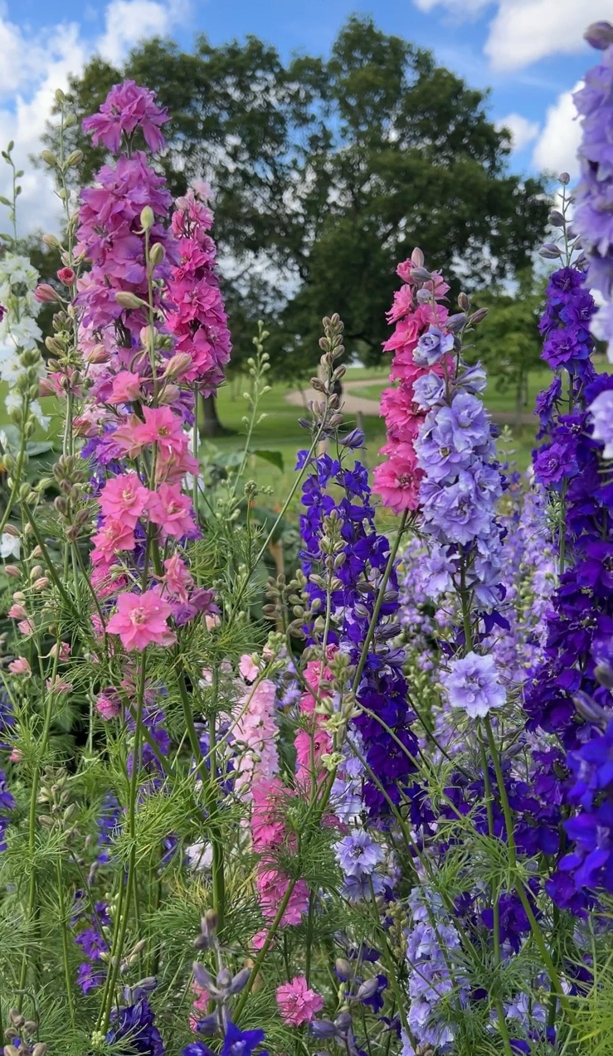 Larkspur Giant Imperial Mix -- branching florist-quality spires of violet deep blue rose pink carmine and white reaching 1.2m from autumn sowing, the cut flower workhorse
