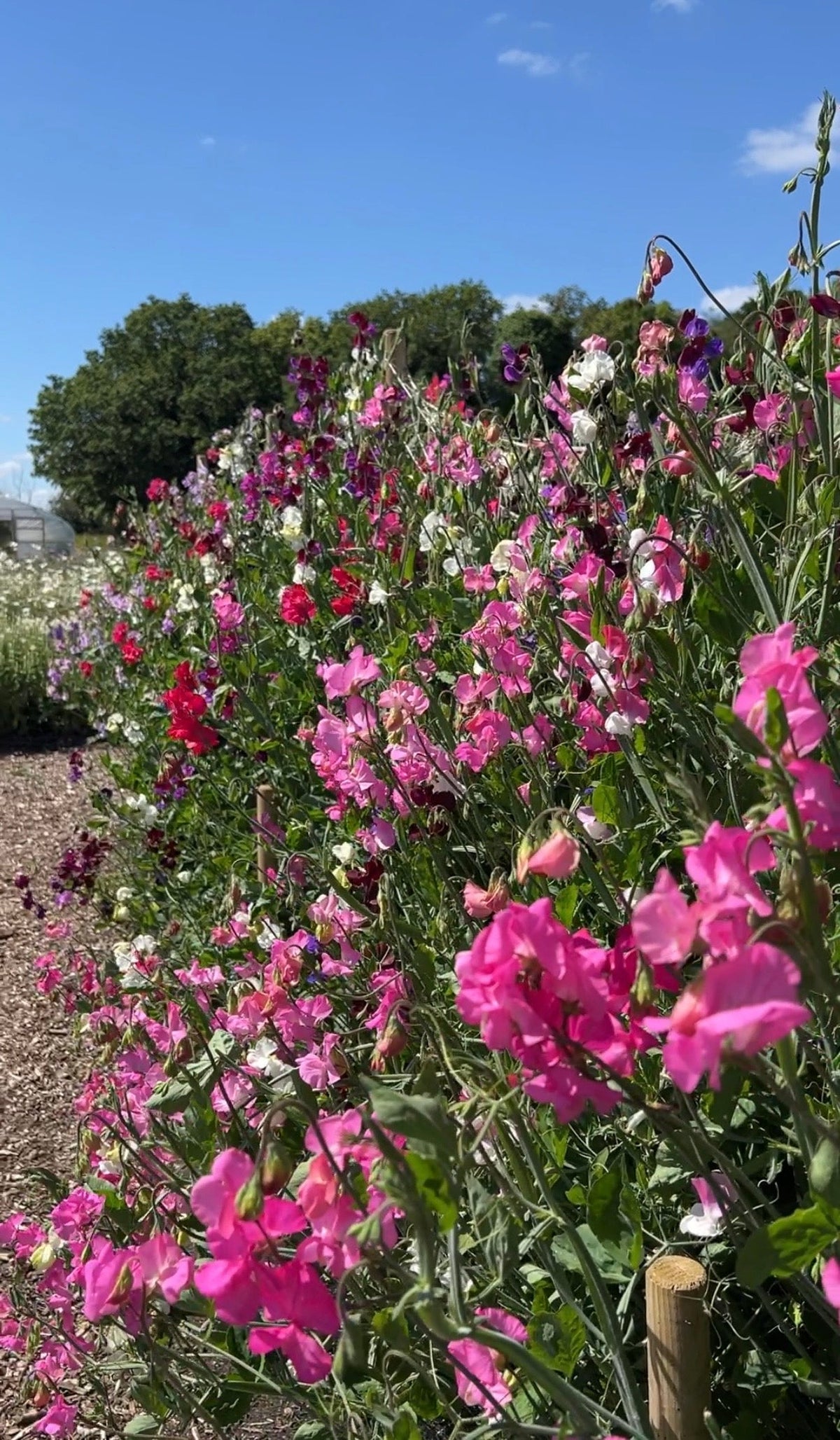 Lathyrus odoratus Bishy Barnabee Mix sweet pea curated fragrant blend full palette autumn spring sow cottage garden armfuls