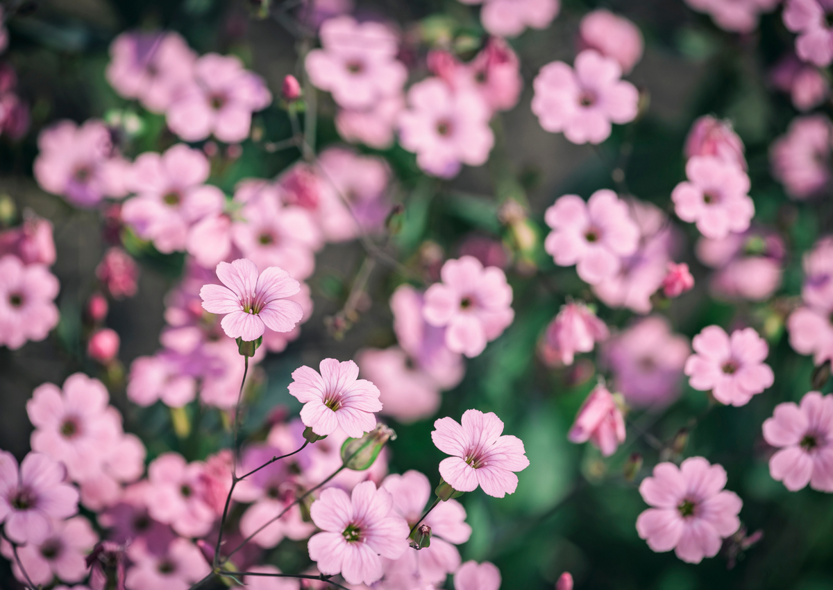 Gypsophila repens Rosea -- a low creeping mat of grey-green foliage smothered in pale pink stars, the cascading alpine perennial perfect for walls, rockeries, and raised bed edges
