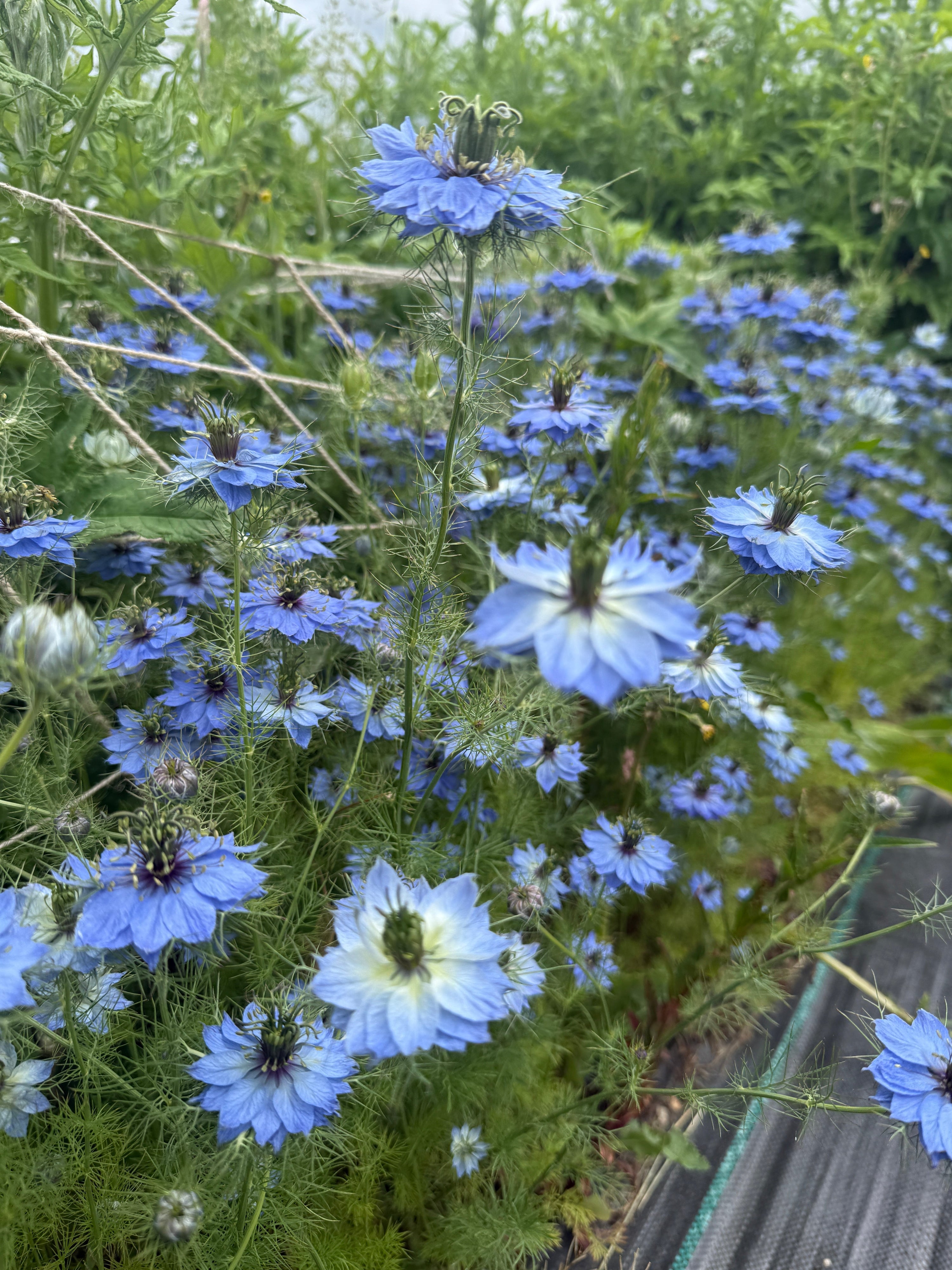 The Autumn-Sowing Handbook: The Most Important Month in the Seed Year