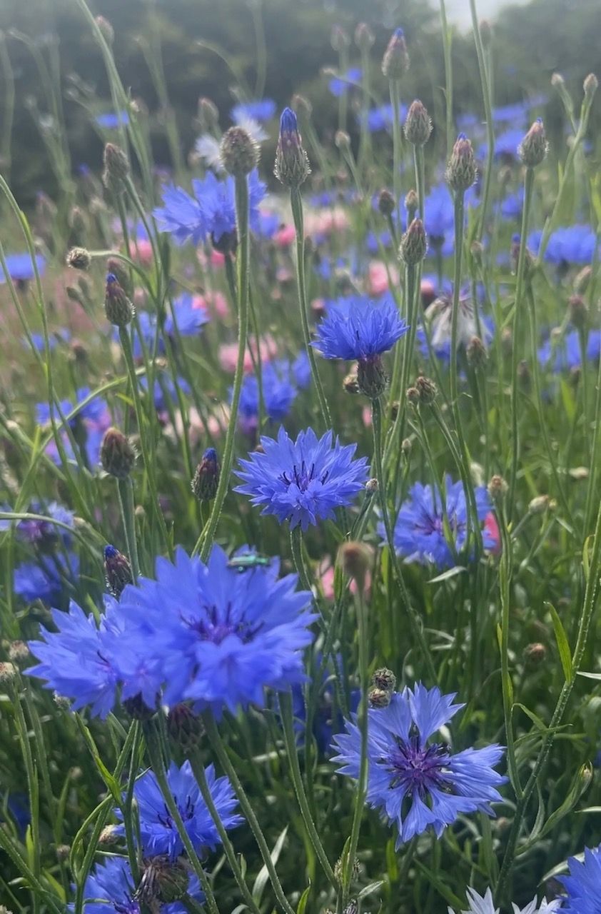 Cornflowers in Your Cottage Garden: Growing Guide for UK Climate
