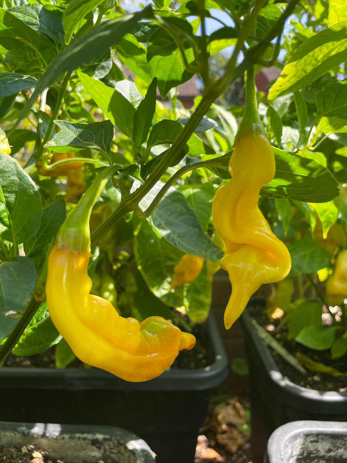 Yellow Aji Limon chillies on the plant